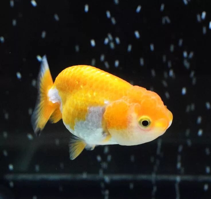 Ранчу рыбка аквариумная фото Pin en goldfish Ranchu lionhead oranda