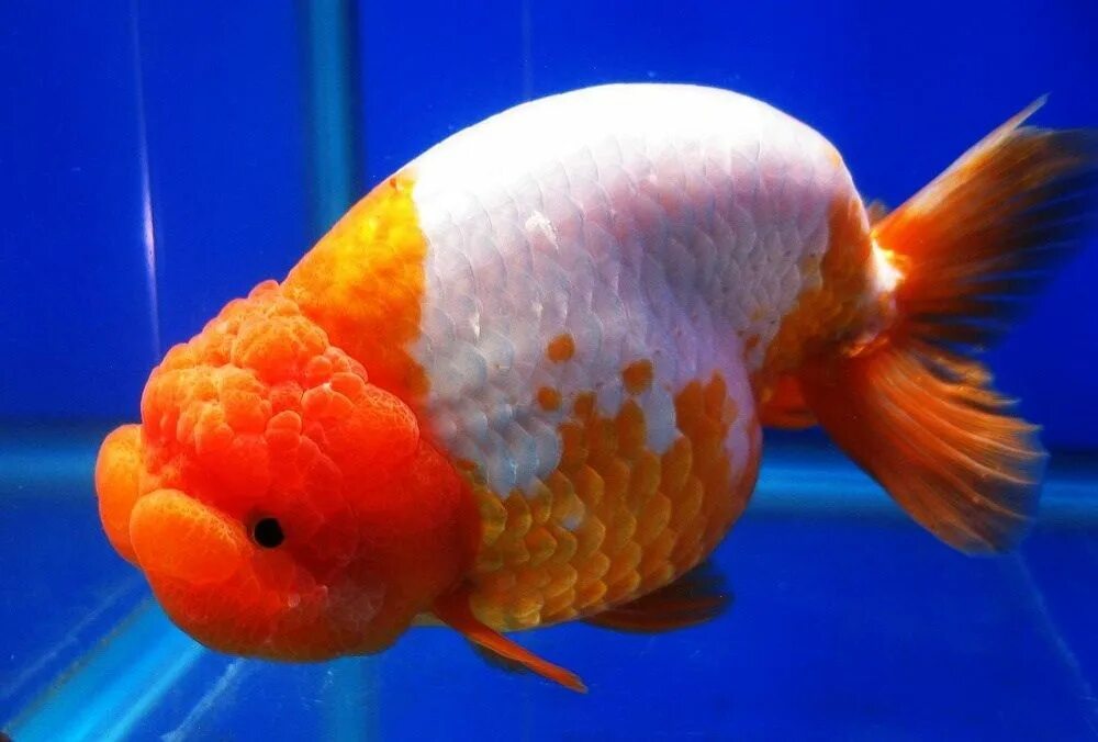 Ранчу рыбка аквариумная фото Excellent ranchu Goldfish, Fish pet, Pets