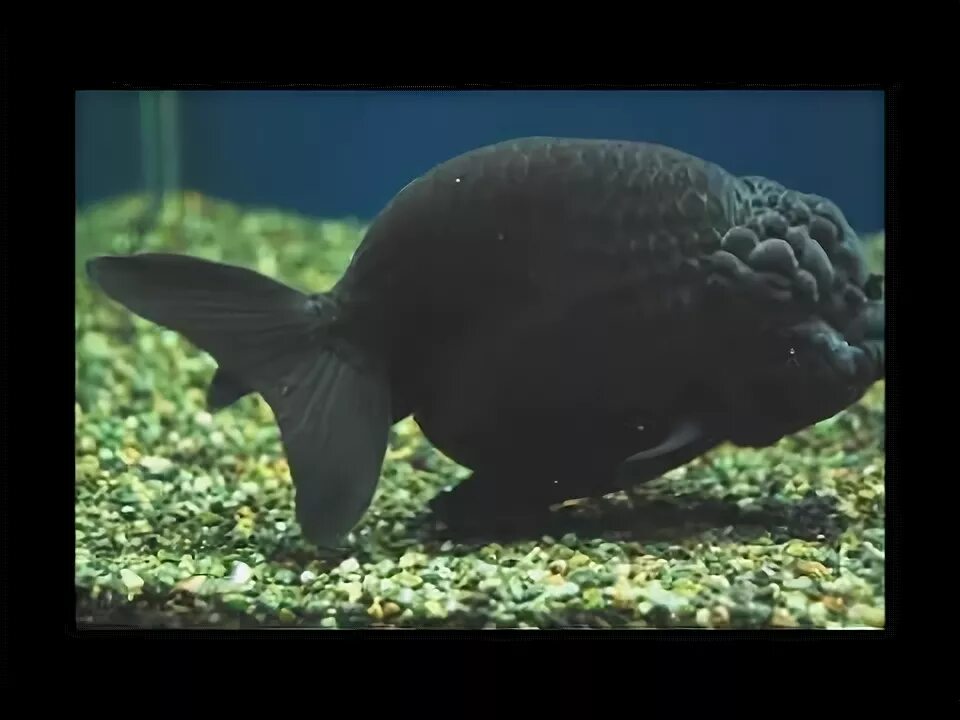 Ранчу рыбка аквариумная фото Black ranchu goldfish available 9833898901, mulund west, mumbai. - YouTube