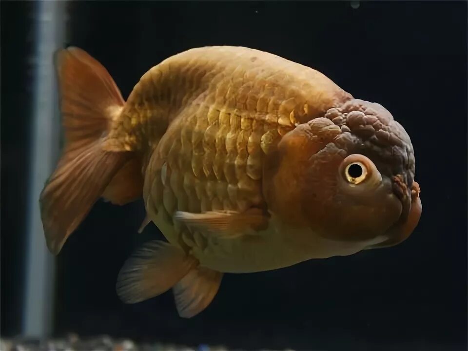 Ранчу рыбка аквариумная фото ranchu/ ら ん ち ゅ う goldfish in a beautiful chocolate color (With images) Pet fish