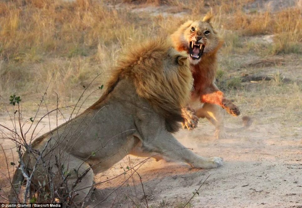 Раненый лев фото Saved by the girls! Bloodied juvenile lion suffers two-hour savaging from older 