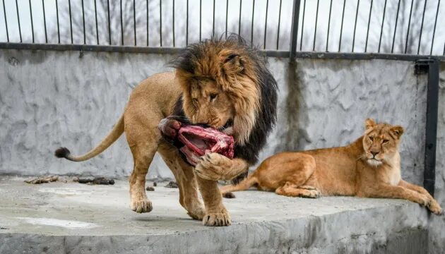 Раненый лев фото La maison de convalescence pour les lions blessés