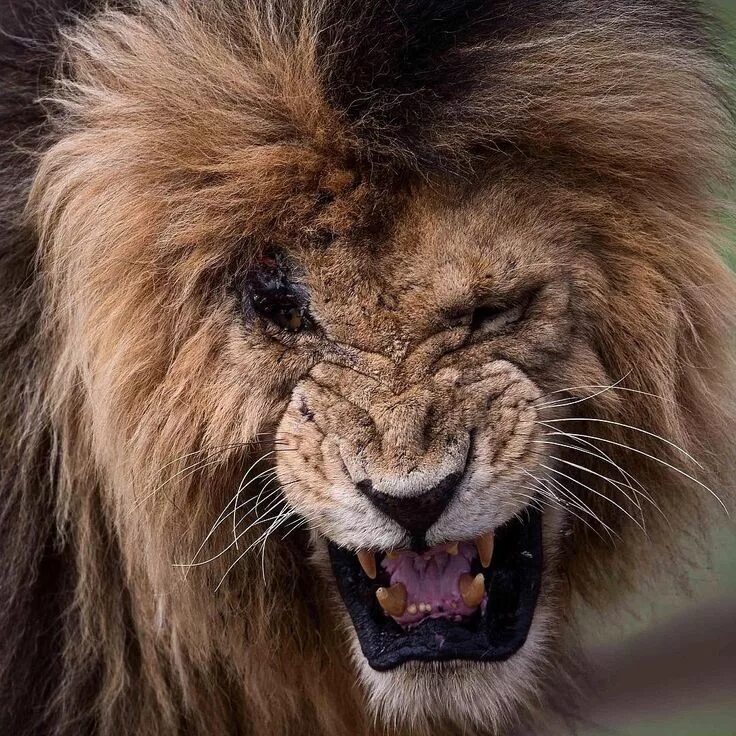 Раненый лев фото Photo by @mz_images Scar Bad Boy of the Mara. #lion #wildlife #Mara Lion picture