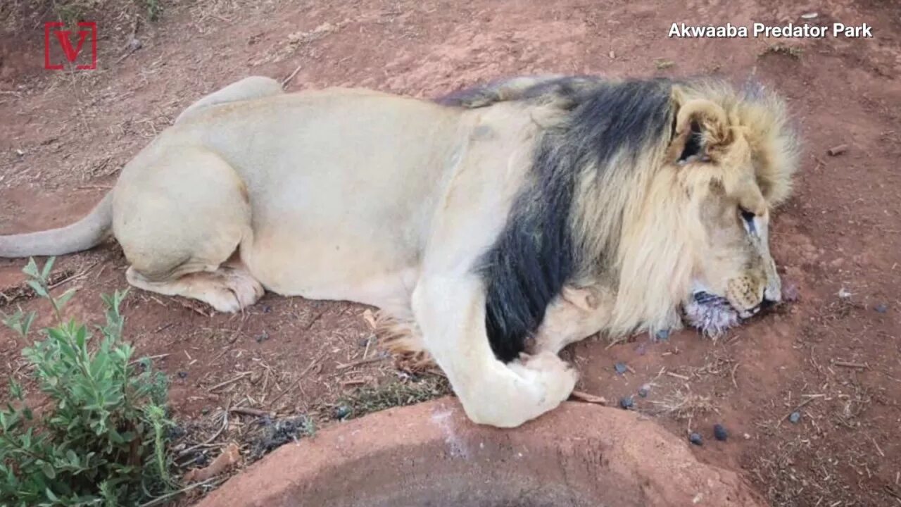 Раненый лев фото Poachers Chopped The Face And Paws Off Lion Named Mufasa, Four Other Lions Died 