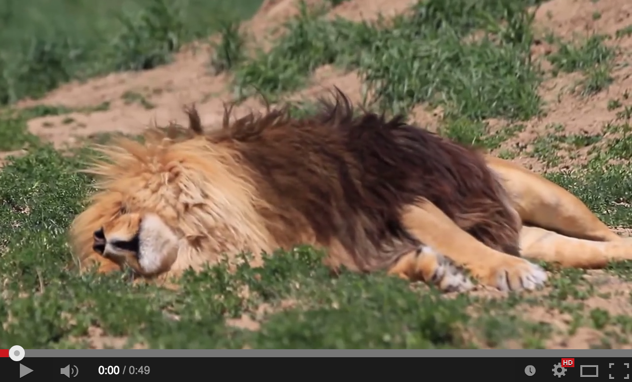 Раненый лев фото Ever Wondered What a Dreaming Lion Looks/Sounds Like? Wild animal sanctuary, Ani