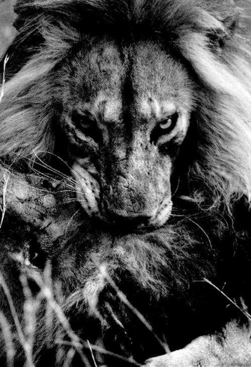 Раненый лев фото Pin by Claire Willers on Animals.... Lion, Big cats, Animals