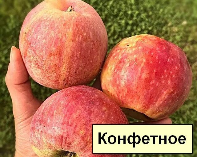 Ранет конфетный яблоня описание фото Купить Яблоня мультипривика "Конфетное-Мельба" с доставкой почтой по Минску и Бе