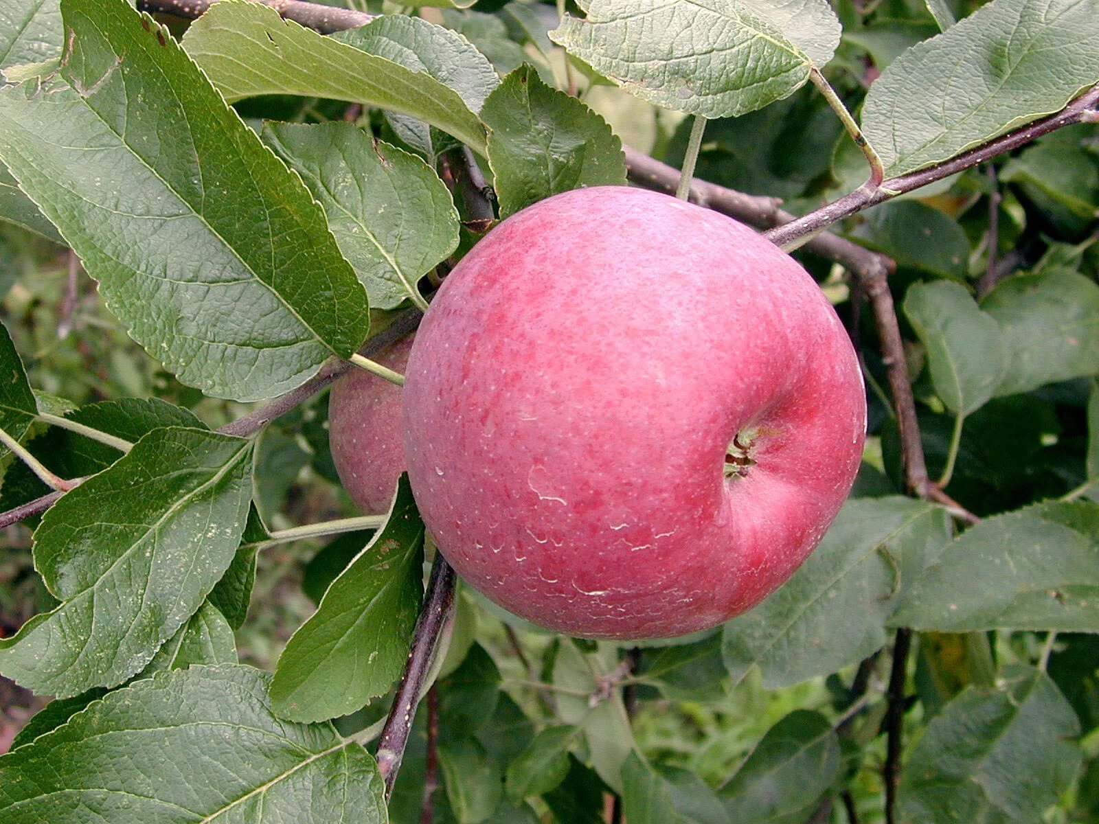 Ранет конфетный яблоня описание фото Fruit: Fruit Varieties Center for Agriculture, Food, and the Environment at UMas