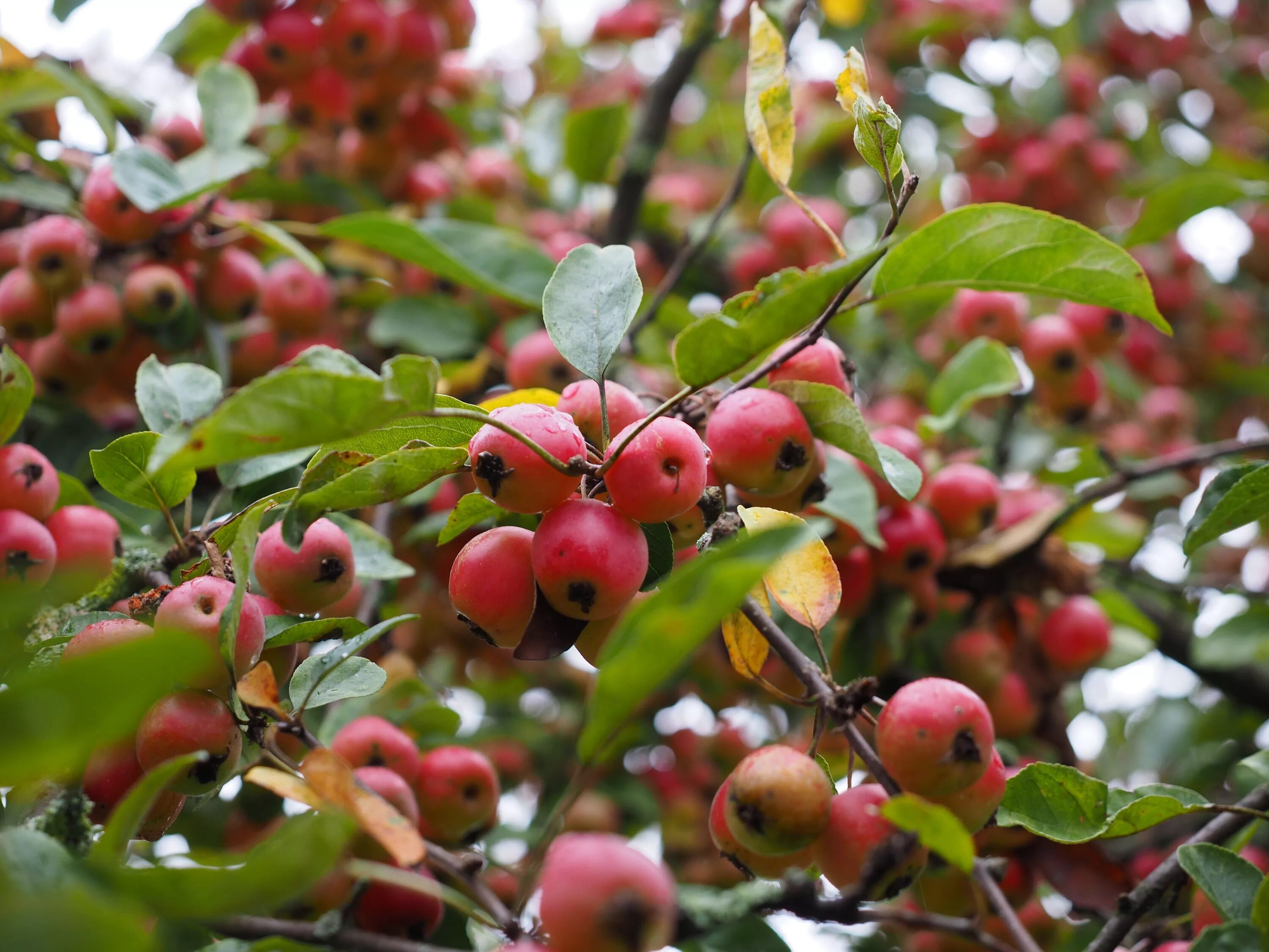 Ранетки яблоки фото Free Images : apple, branch, blossom, berry, leaf, flower, food, red, produce, s