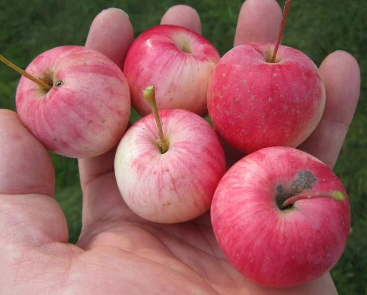 Ранетки яблоки фото wild apples in hand