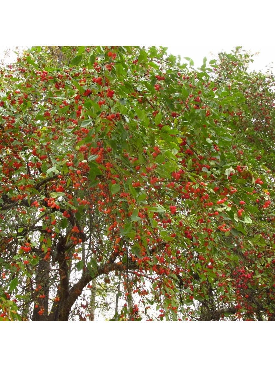 Ранетки яблоки фото дерево Семена яблоня Ягодная Манчжурская Malus baccata EKZO.TERRA ET174-10 1 уп. - отзы