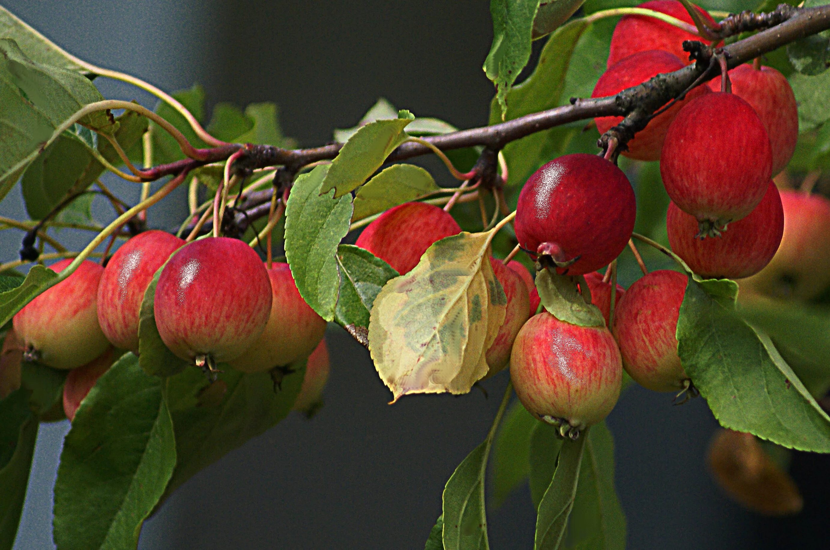 Ранетки яблоки фото дерево описание Free Images : flower, food, produce, shrub, branch with apples, fruitful apple t