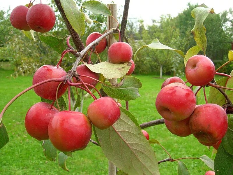 Ранетки яблони сорта фото Воронежский плодово-ягодный питомникРаечка