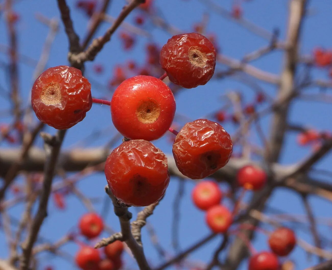 Ранетки ягода фото Malus baccata - Image of an specimen - Plantarium