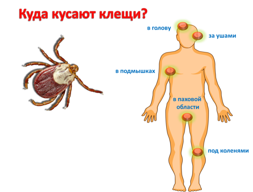 Ранка от клеща как выглядит Осторожно, клещи!