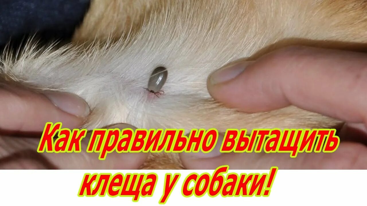 Ранка после укуса клеща у собаки фото Как правильно вытащить клеща у собаки! - YouTube