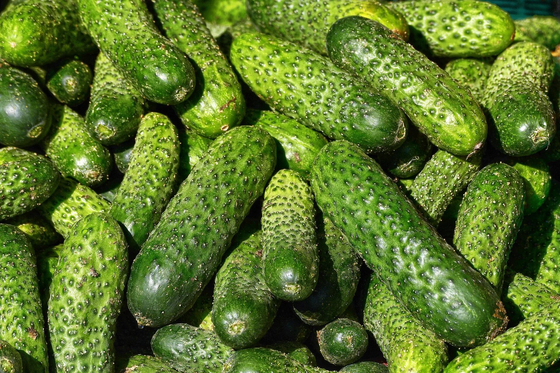 Ранние огурцы фото Cucumbers unexpectedly become more expensive