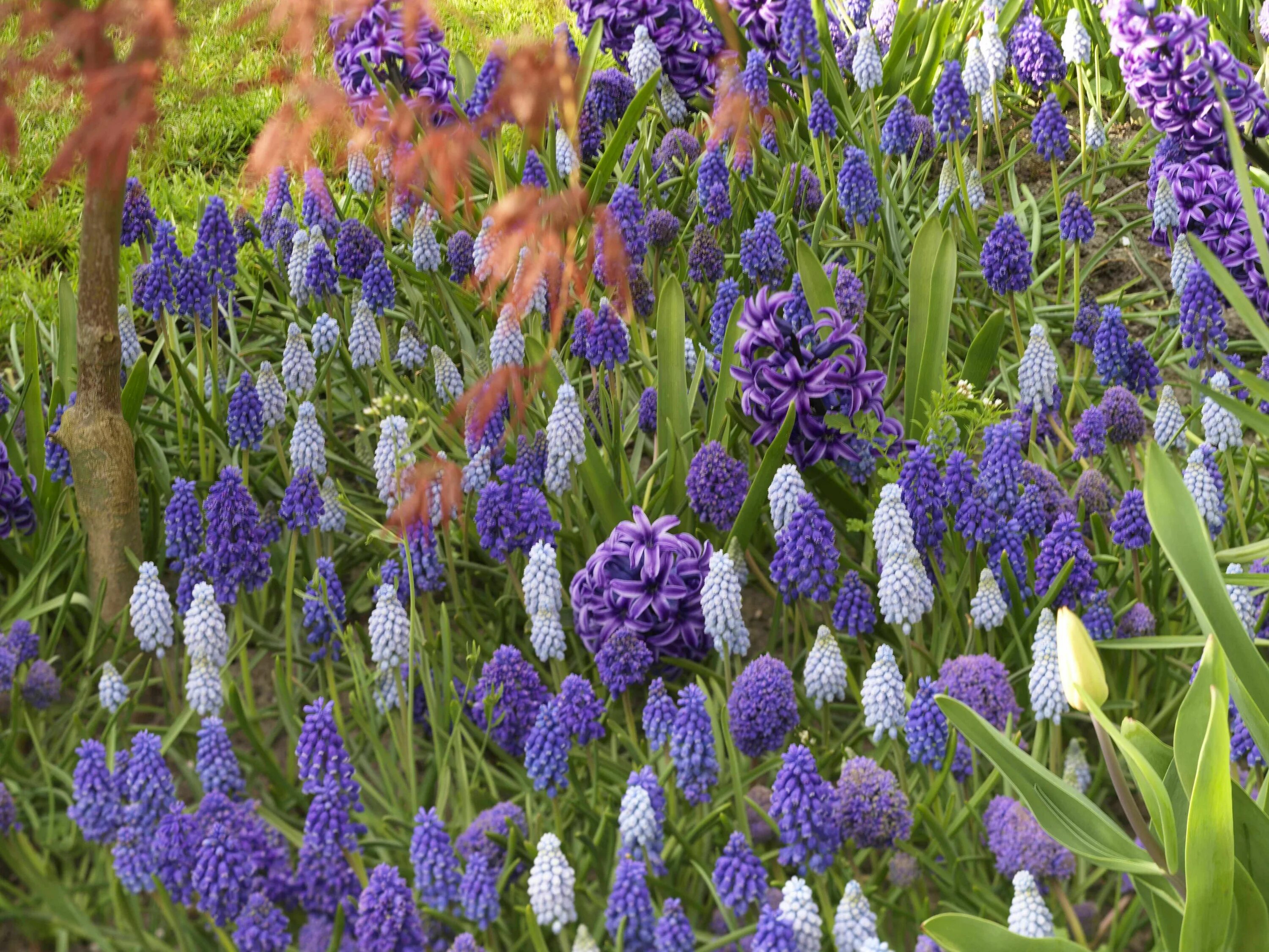 Ранние садовые цветы фото название Muscari : 8 belles idées d\'association Fleurs printemps, Promesses de fleurs, J