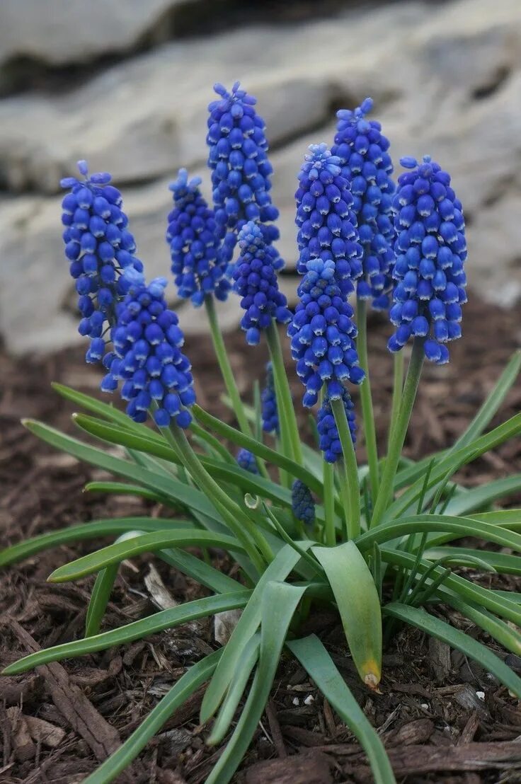 Ранние садовые цветы фото название 10 csodás virág a húsvéti dekorációhoz Balkonada Foto di fiori, Bellissimi fiori