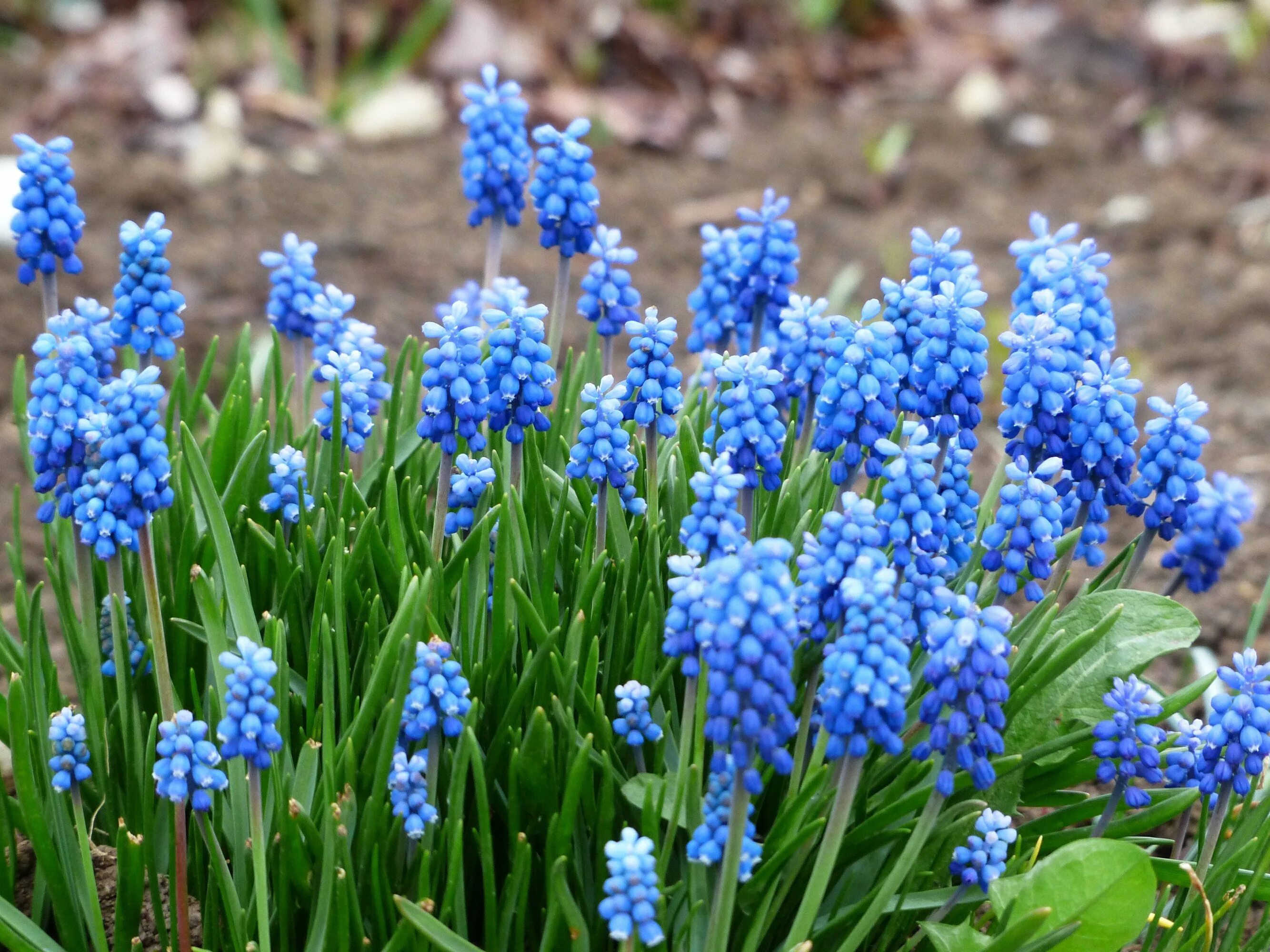 Ранние садовые цветы фото название Muscari Ocean Magic (Grape Hyacinth) Fleurs printemps, Fleurir, Printemps