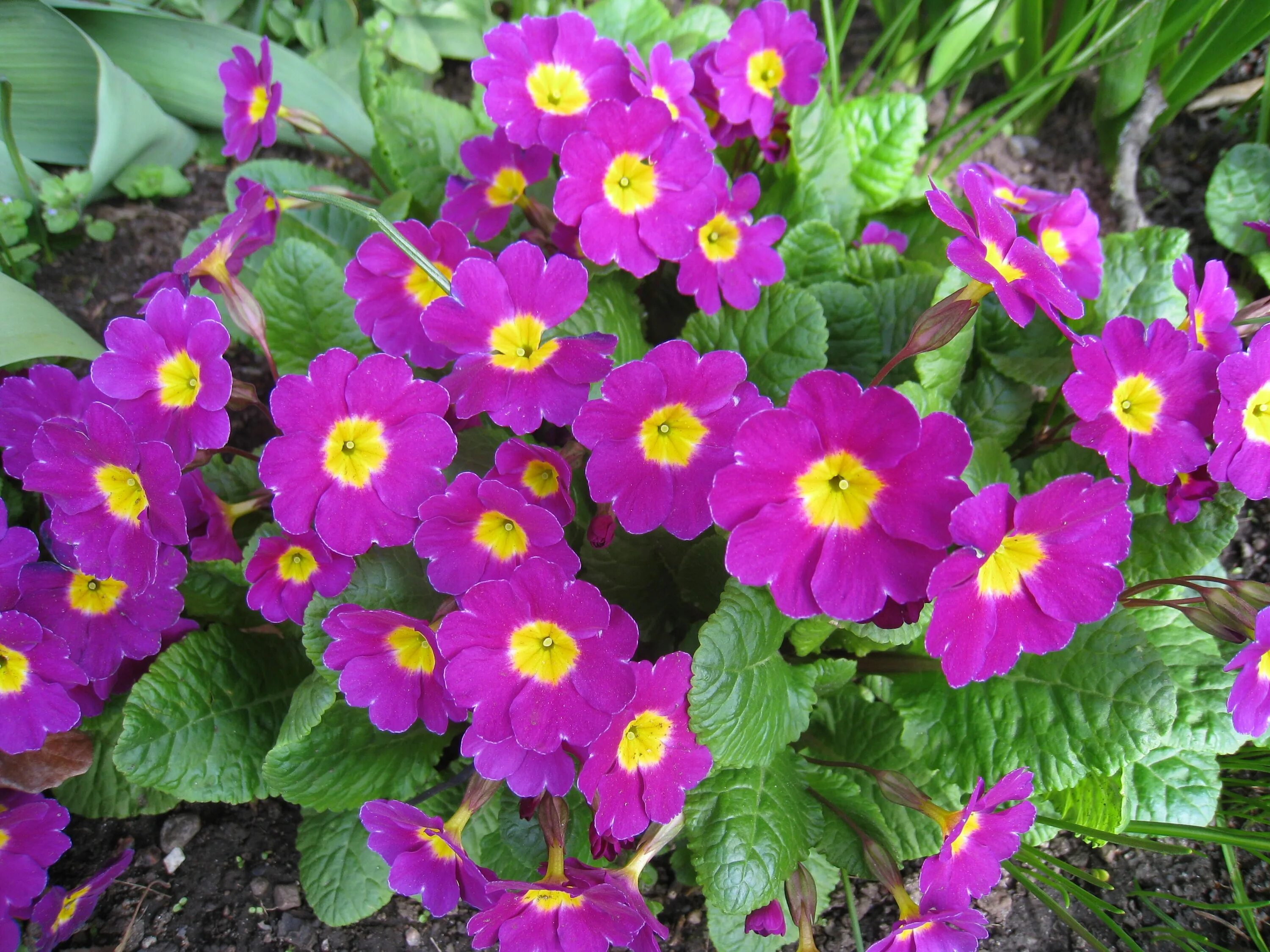 Ранние садовые цветы фото название Free Images : flower, spring, green, pink, flora, flowers, primula, flowering pl