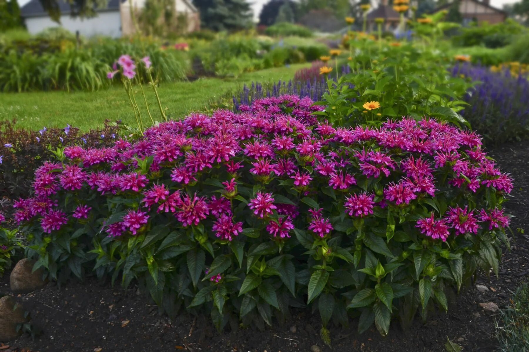 Ранние садовые цветы многолетники фото Monarda didyma 'Pardon My Purple' PP22170 CPBR5101 Diy garden fountains, Garden 