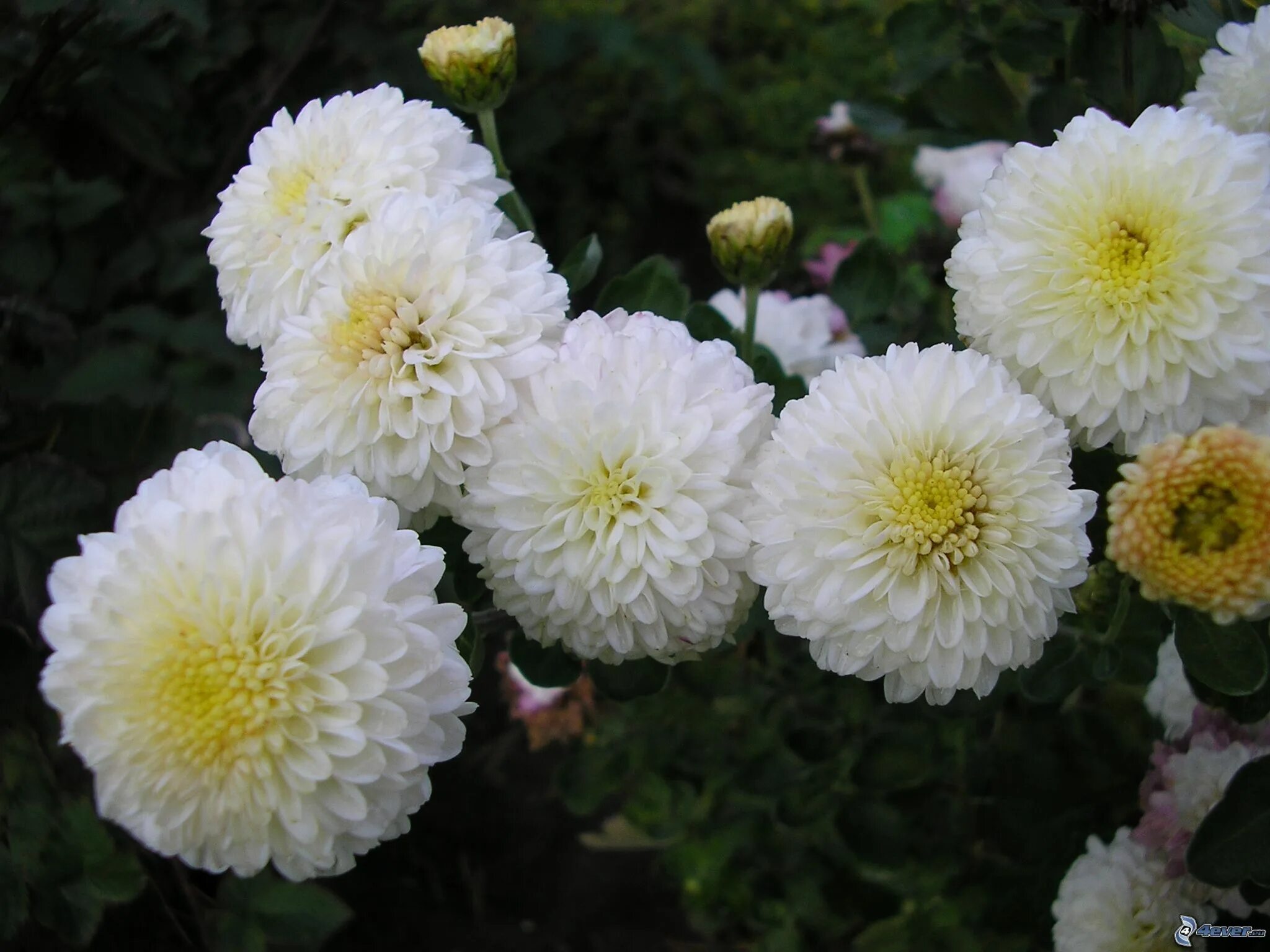 Ранние сорта корейской хризантемы фото и описание Catalogo General Chrysanthemum, Plantas, Crisantemos