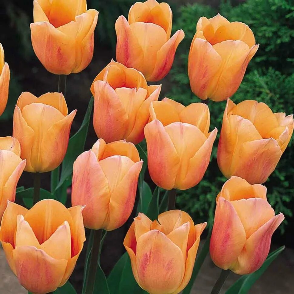 Ранние сорта тюльпанов фото Купить тюльпан эприкот бьюти (tulipa apricot beauty), 150 шт по цене 7 230 руб. 