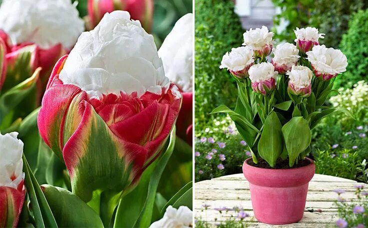 Ранние сорта тюльпанов фото Tulpen 'Ice Cream' - Beautiful Spring Flowers