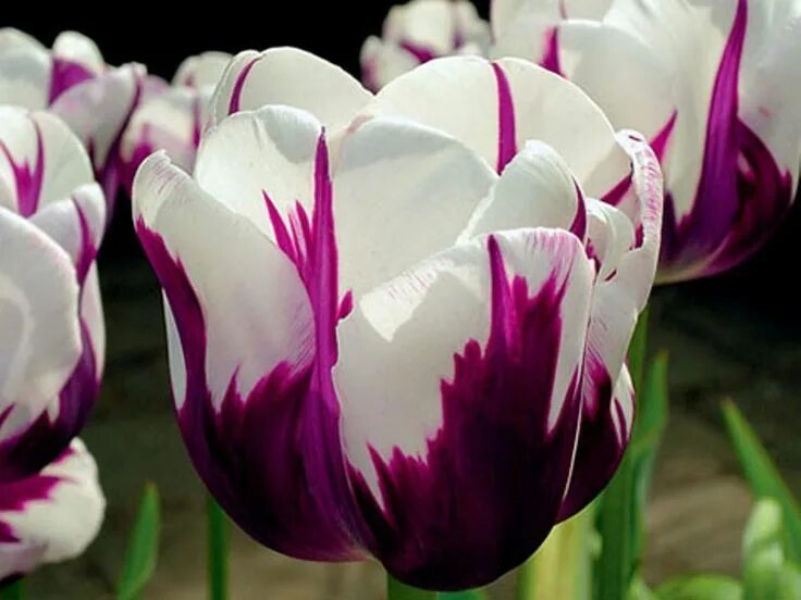 Ранние сорта тюльпанов фото Tulip 'Rembrandt Favourite' Spring perennials, Spring flowering bulbs, Tulips