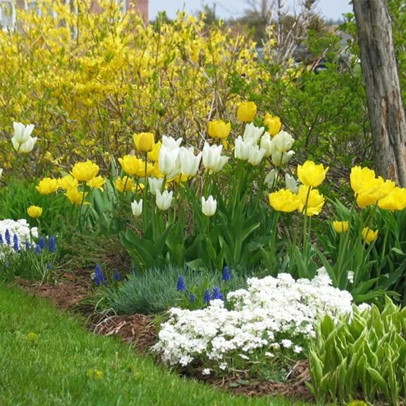 Ранние цветы на даче фото How to Create a Bulb Garden Gardening Tips from mantis.com Spring bulbs garden, 