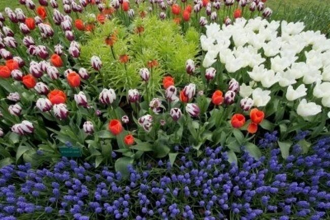 Ранние цветы на даче фото Квіти на дачі Flower beds, Flowers, Garden