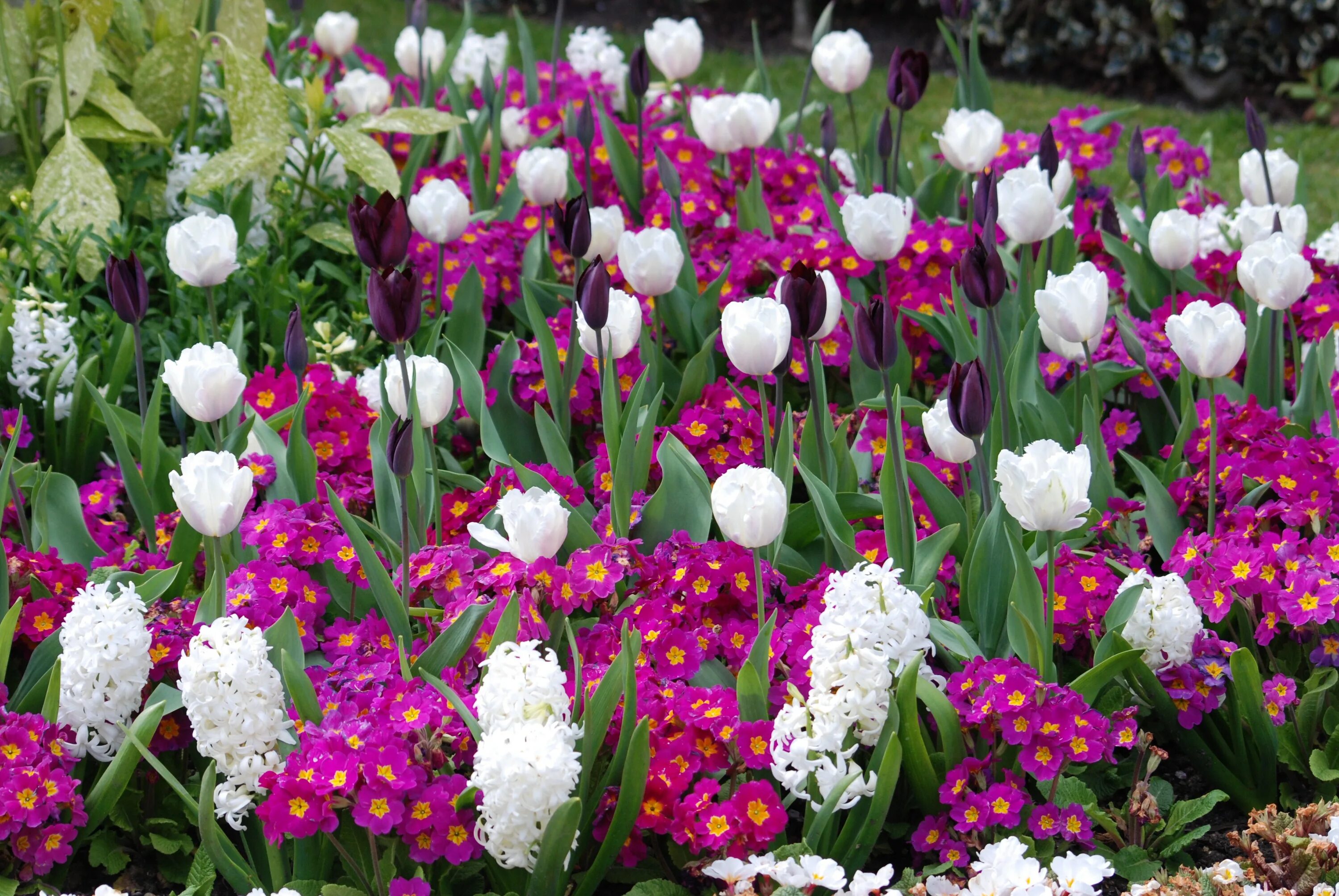 Ранние цветы на даче фото Tulips and perennial flowers in the flowerbed free image download