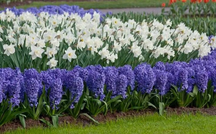 Ранние цветы на даче фото Plant bulbs now, don’t fret about water, and be dazzled by spring Planting bulbs