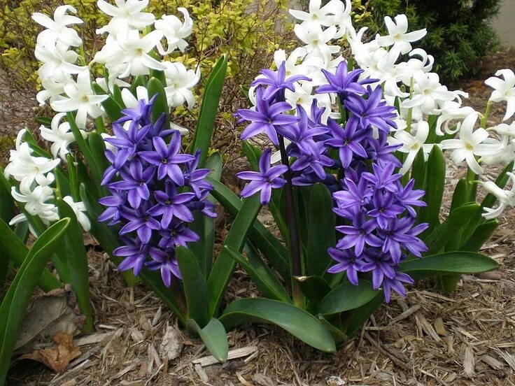 Ранние цветы садовые многолетние фото Hyacinths compact spike of flowers, 6-12 inches (15-30 cm) tall Plant hyacinth b