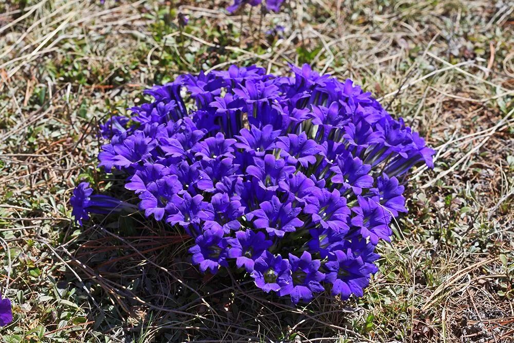 Ранние цветы садовые многолетние фото Начало цвета_АЛТАЙ_ч.2 Blue plants, Garden, Houseplants