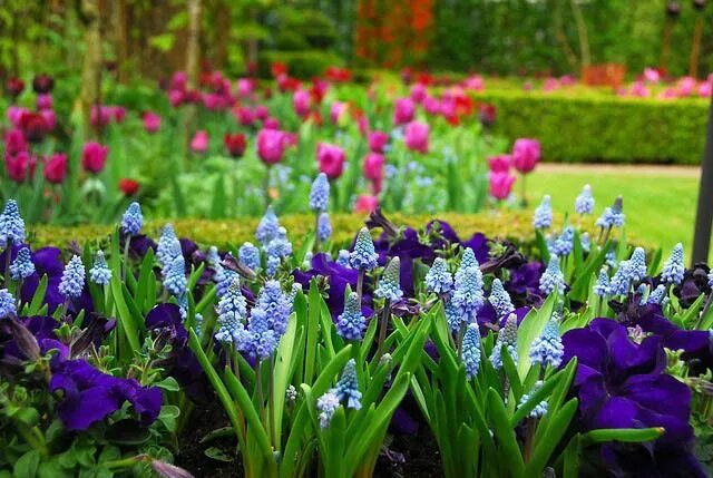 Ранние цветы в саду фото Muscari Azureum (Grape Hyacinth) Muscari, Spring bulbs garden, Blue spring flowe