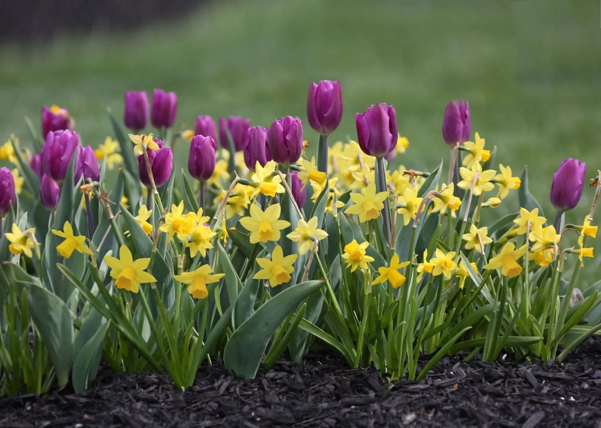 Ранние весенние цветы фото садовые Fill Your Yard With Delightful Daffodils Angie The Freckled Rose Daffodil garden