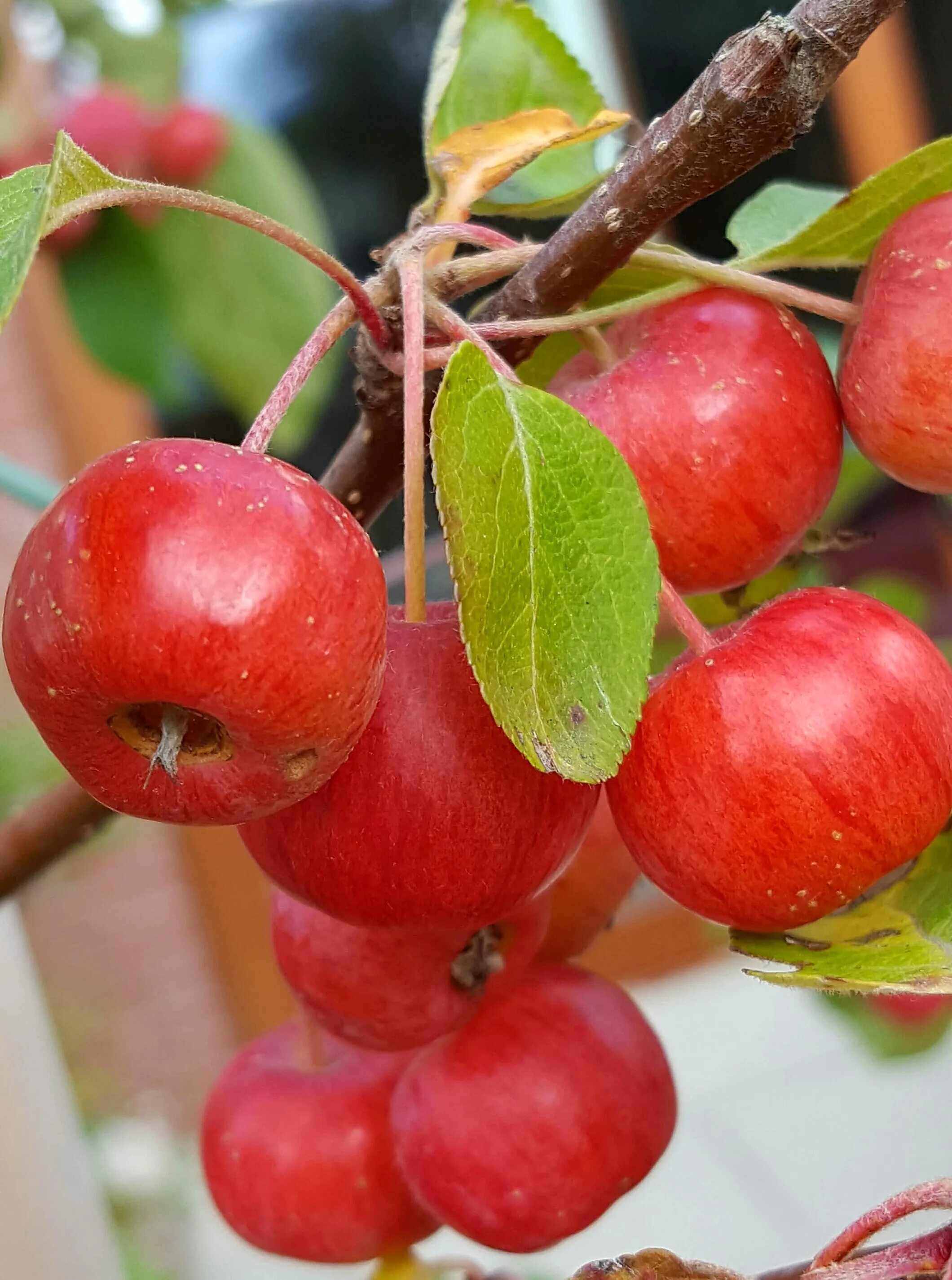 Ранние яблоки фото Free Images : fruit, food, produce, autumn, gardening, cherry, ornamental apples