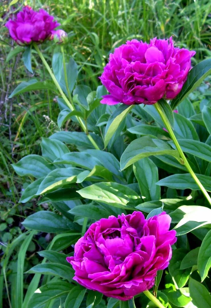 Ранний пион фото Peony 'Magenta Moon' Peonies garden, Flower garden, Beautiful flowers