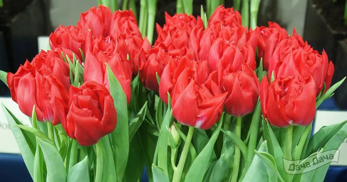 Ранний тюльпан фото Тюльпан махровый ранний Ферст Прайс (Tulip First Price) - описание сорта, фото, 