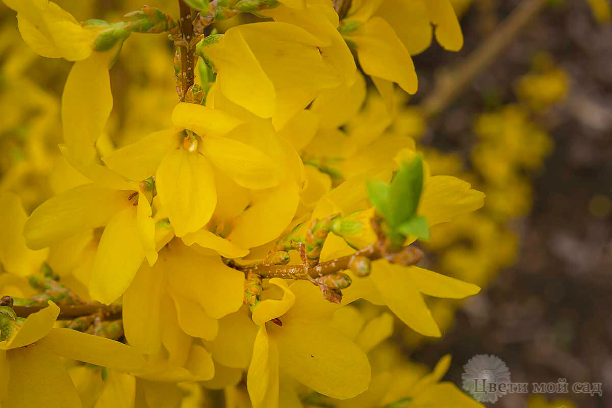 Ранний желтый кустарник фото Форзиция низкорослая - Форзиция промежуточная (средняя) Микадор купить по цене 1