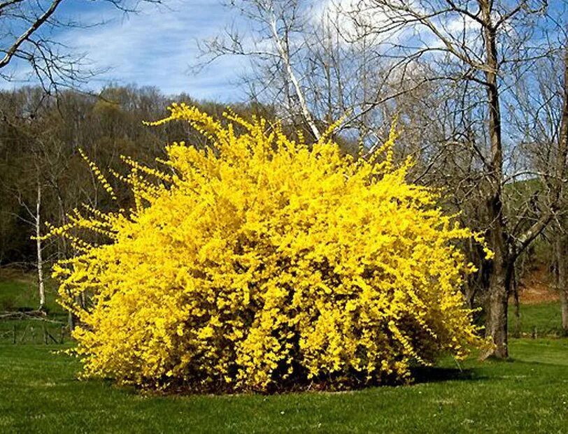 Ранний желтый кустарник фото Купить саженцы Форзиция Спринг Глори (Spring Glory) в питомнике. Для сорта Форзи