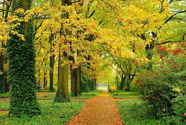 Ранняя осень фото Autumn Park Пейзажи, Идеи озеленения, Осенний пейзаж