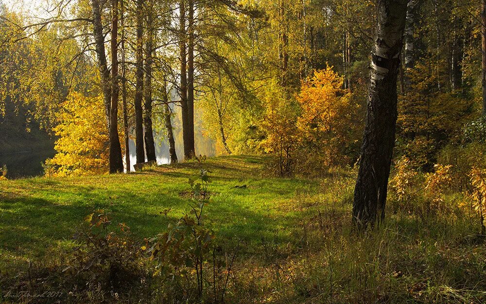 Ранняя осень в лесу фото Лес начало осени