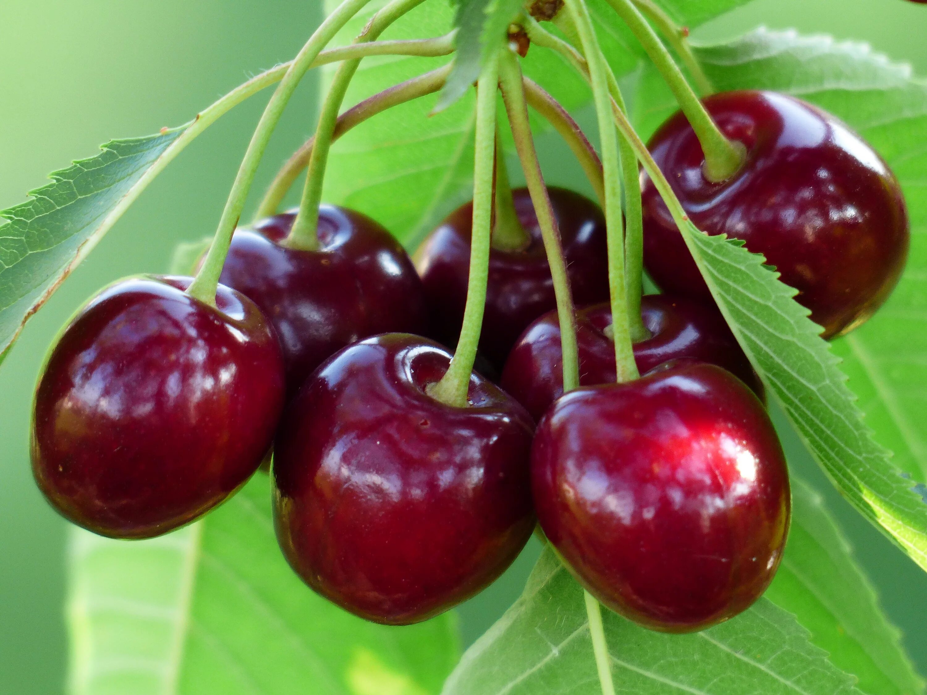 Ранняя вишня фото Wallpaper : cherries, cherry, branch, berries 4000x3000 - wallhaven - 993939 - H