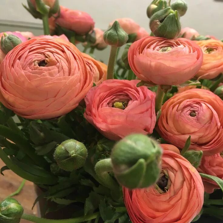 Ранункулюс фото цветов Peach/Coral Ranunculus Bulb flowers, Flowers, Rhizome