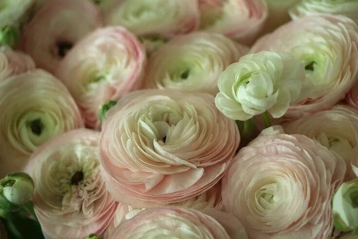 Ранункулюс фото цветов Pin by Натали М on ЛЮТИКИ - Ranunculus Ranunculus flowers, Ranunculus, Pink bedd