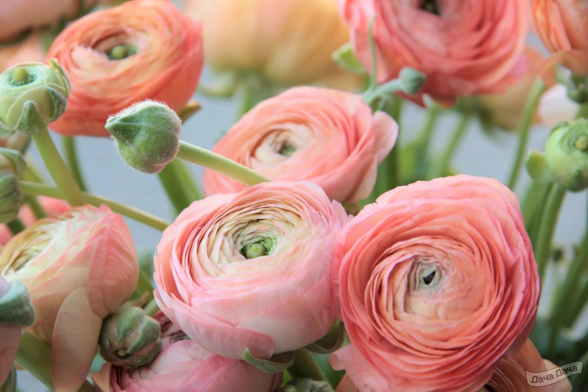 Ранункулюс фото цветов Ранункулюс (Ranunculus) - описание сорта, фото, саженцы, посадка, особенности ух