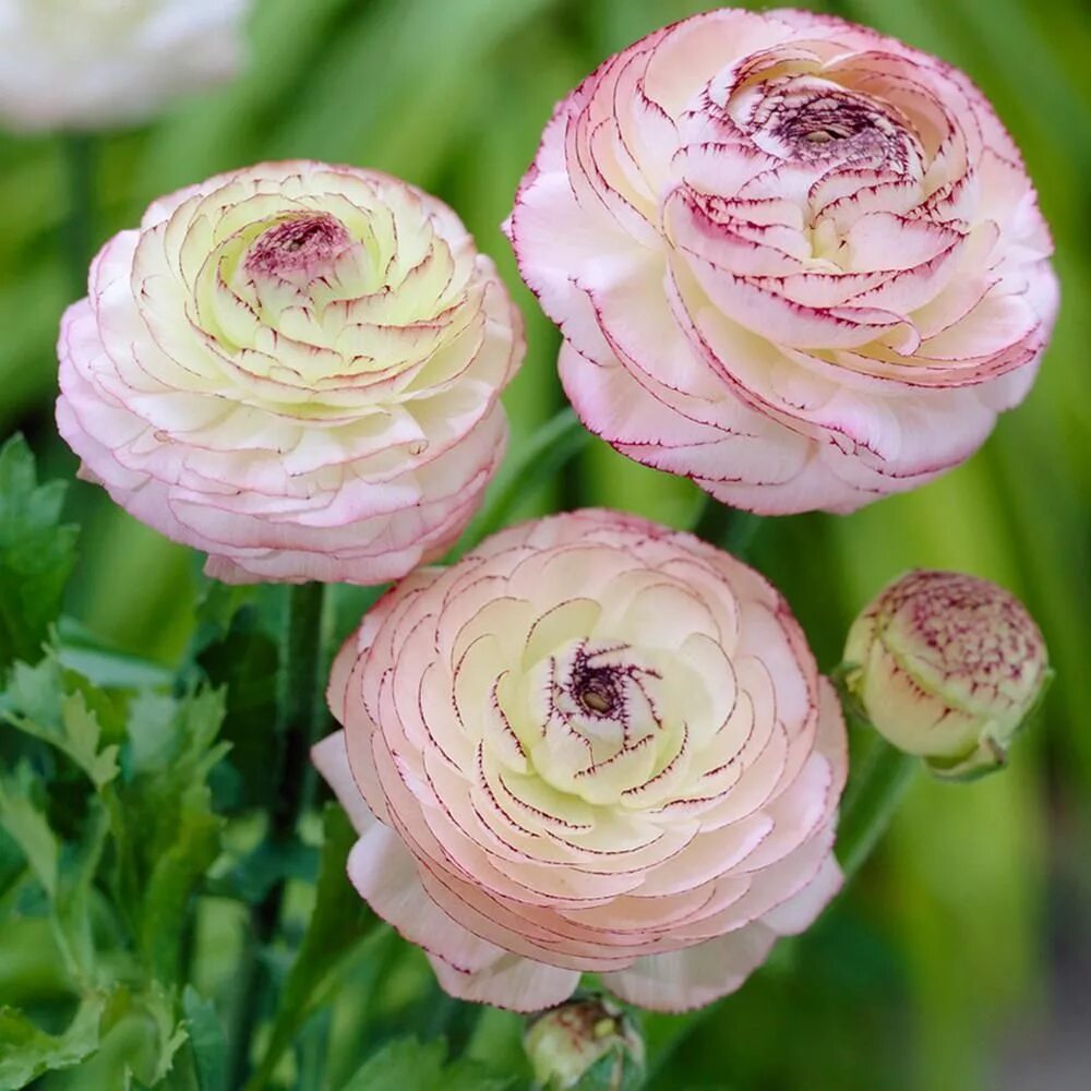 Ранункулюс фото цветов и описание VAN ZYVERDEN Butter Cups Ranunculus Double Picotee Bulbs (Pack of 25) 11291 - Th